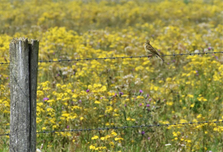 Wie weet welke vogel dit is?